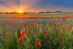 Remembering Memorial Day – Reflections from the Sharp Veterans Education Resource Group